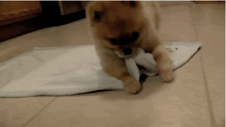 tired dog rolls gif